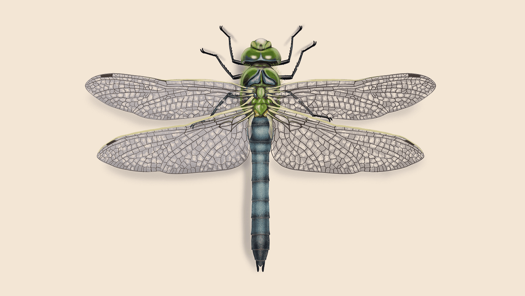 Dragonfly illustration