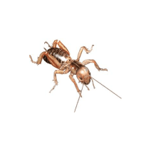 Jerusalem Crickets Exterminator - How To Identify & Get Rid Of Jerusalem Crickets