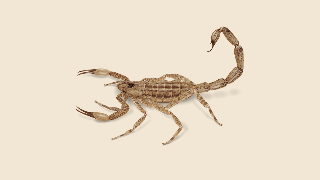 Lesser Brown Scorpion Illustration