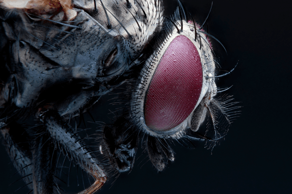 Close Up Image of Fly