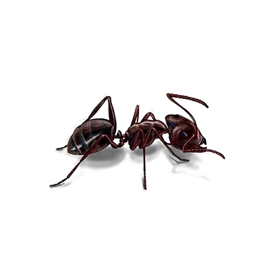 Carpenter Ant Treatment