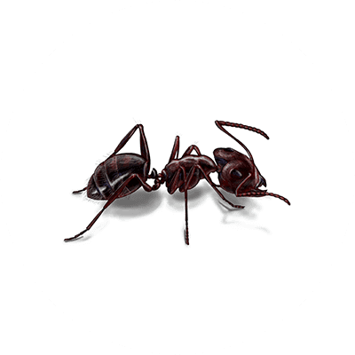 Black carpenter ant image