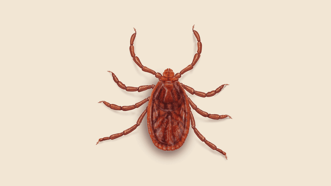 Brown Dog Tick Illustration