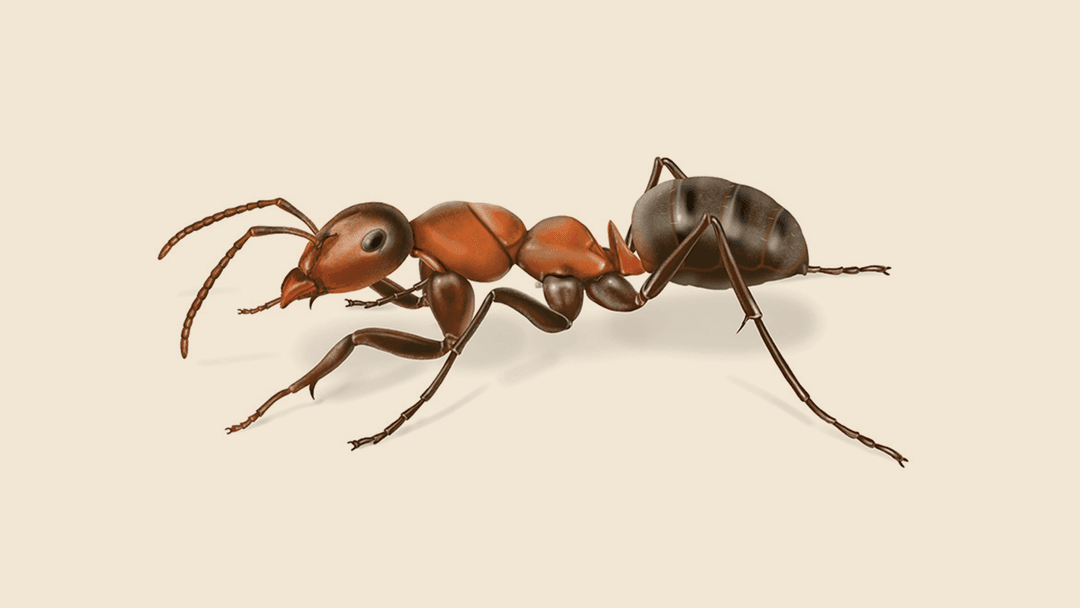Field ant illustration