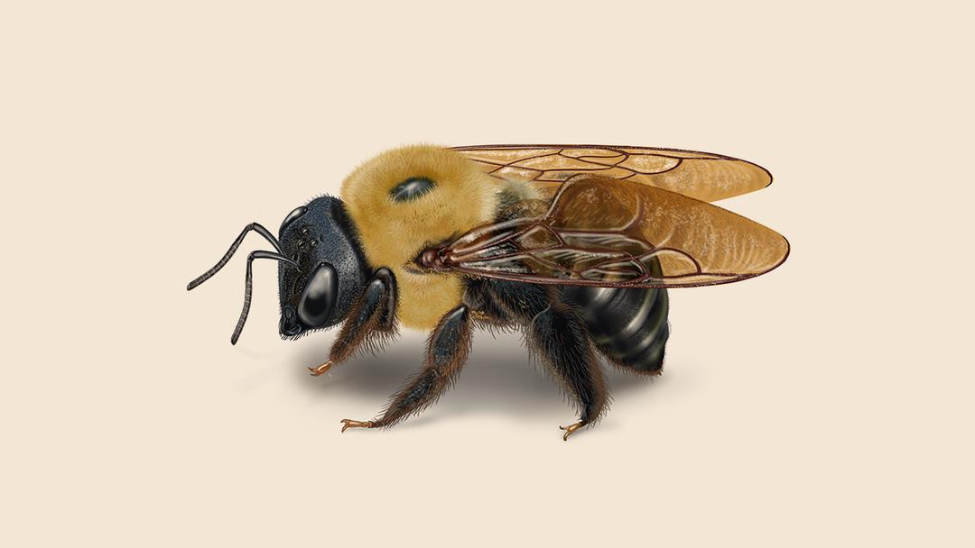 Carpenter bee illustration