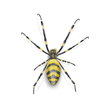 Where did Joro Spiders Come From | Joro Spider Infestation 