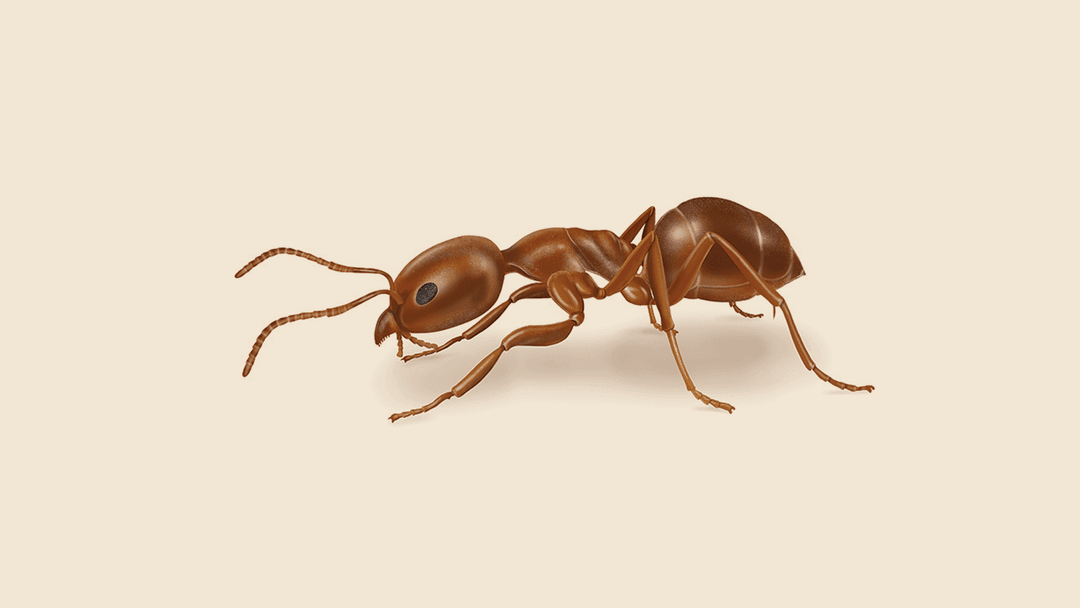 Argentine ant illustration