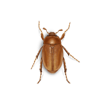 What are June Bugs? | June Bug Facts 