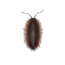 Sowbugs Exterminator - How To Identify & Get Rid Of Sowbugs