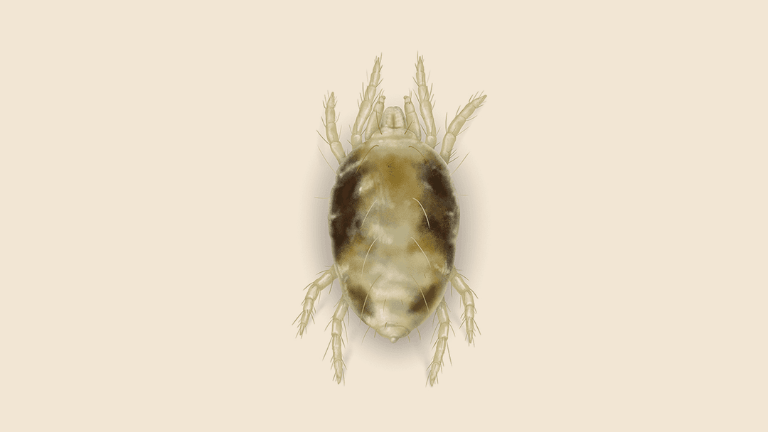 Spider Mite Illustration