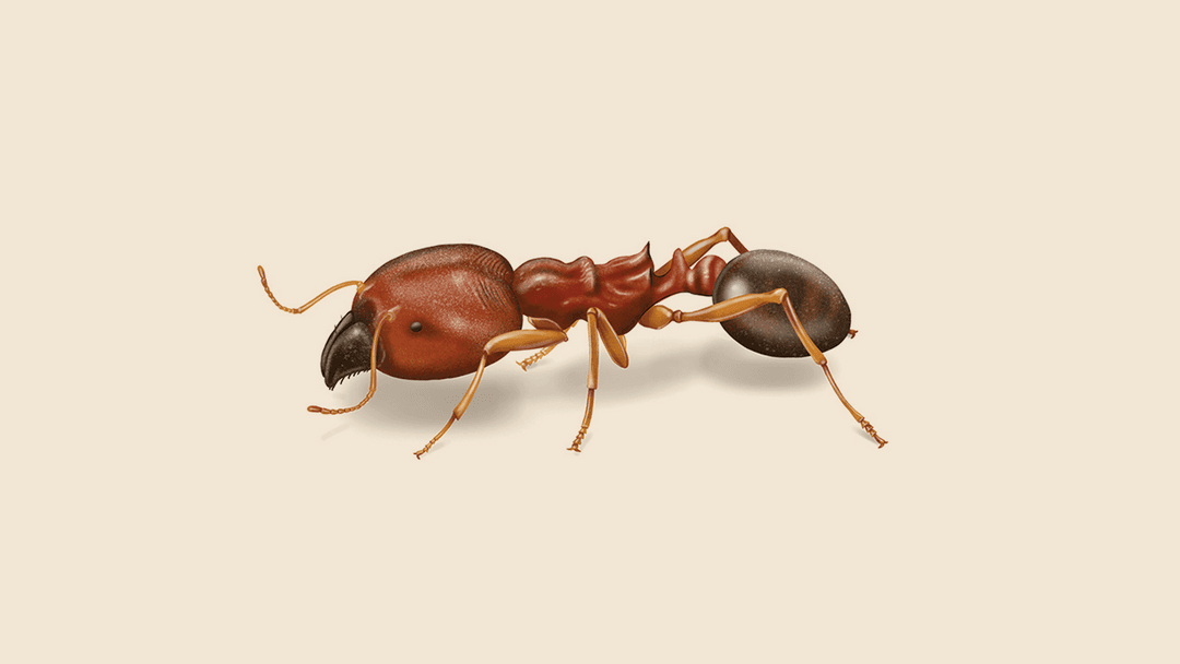 Bigheaded ant illustration
