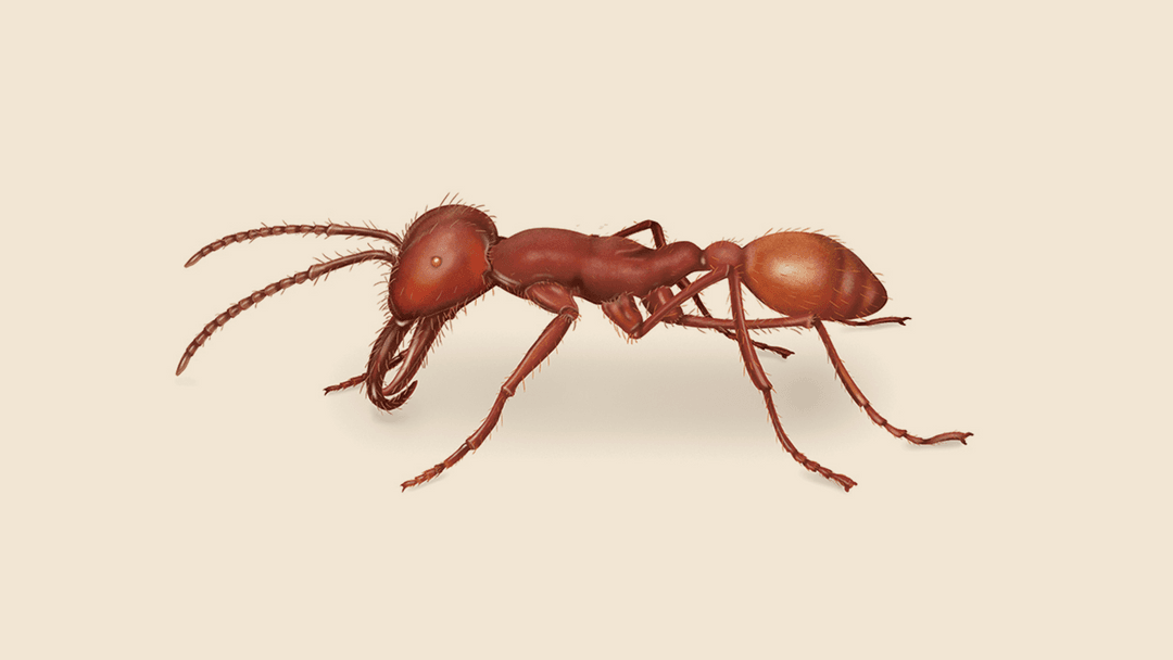 Army ant illustration