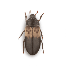 Larder Beetles