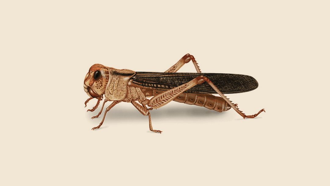 Locust illustration