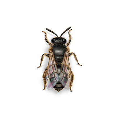 Halictid Sweat Bee Illustration.
