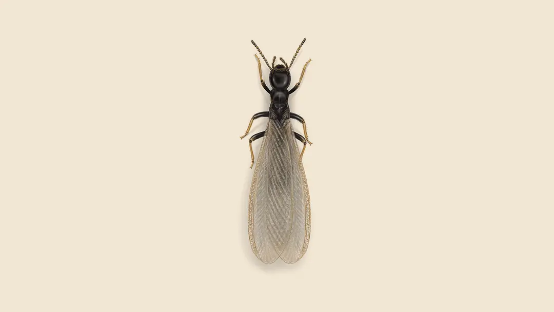 Western Subterranean Termite Illustration