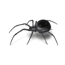 How to Identify Black Widow Spiders | Spider Facts | Orkin
