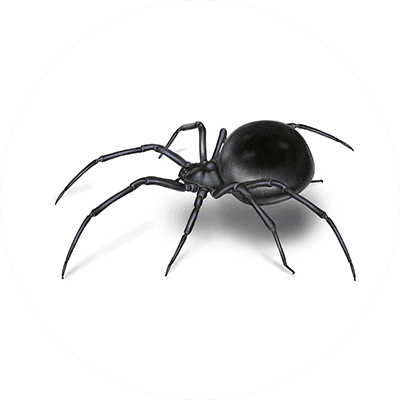 Black widow spider illustration