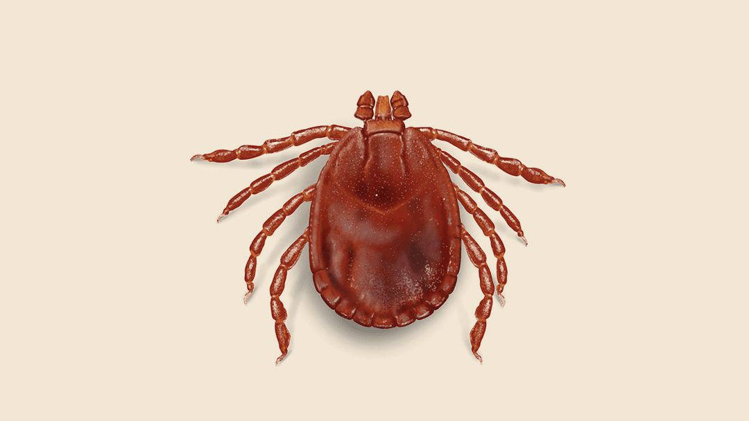 Asian Longhorned Tick Illustration