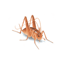 How To Get Rid Of Cave Crickets | Spider Cricket Facts