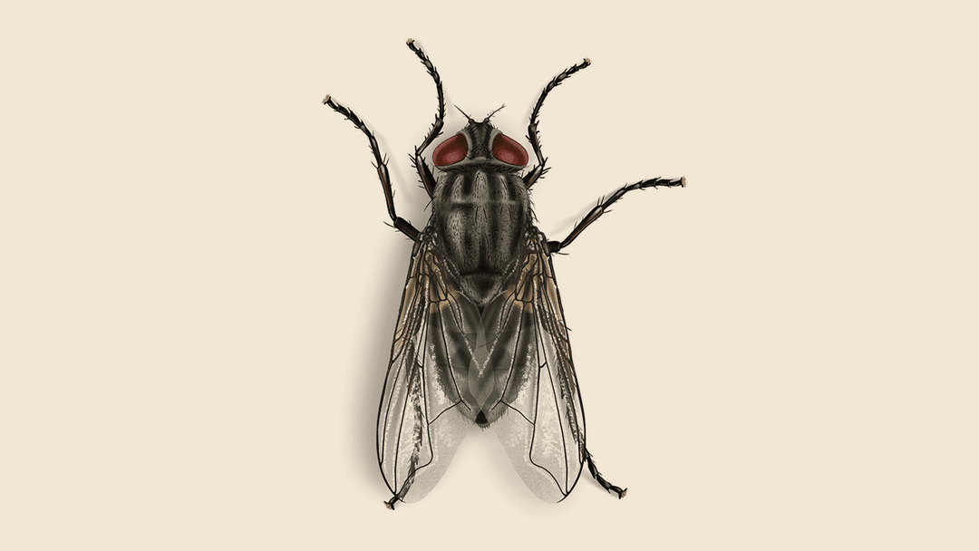 Face Fly Illustration
