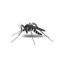 Mosquito Facts and Information | Mosquito Control 