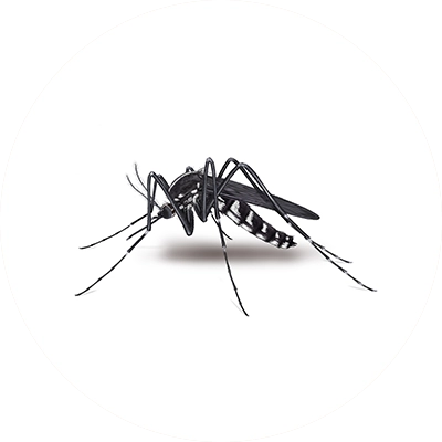Mosquito Illustration.