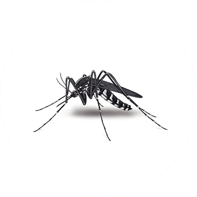 Mosquito illustration