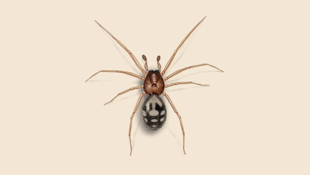 Brown House Spider Illustration
