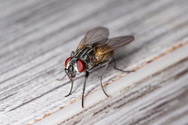 Fly-FAQs-to-Help-With-Commercial-Fly-Pest-Control_Header Image.jpg