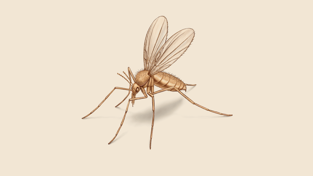 Sand fly illustration