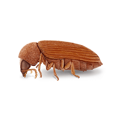 Anobiid Powderpost Beetle Illustration