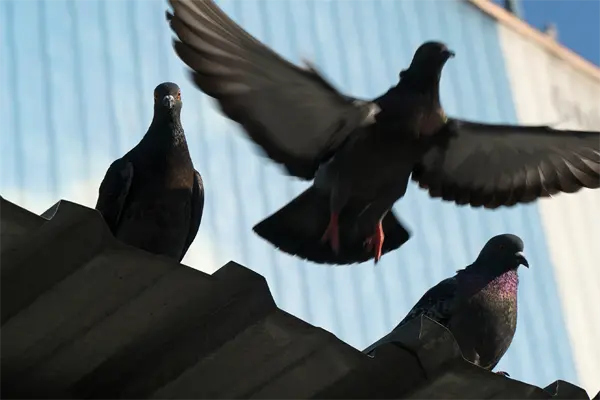 Three pigeons on a corrugated metal roof