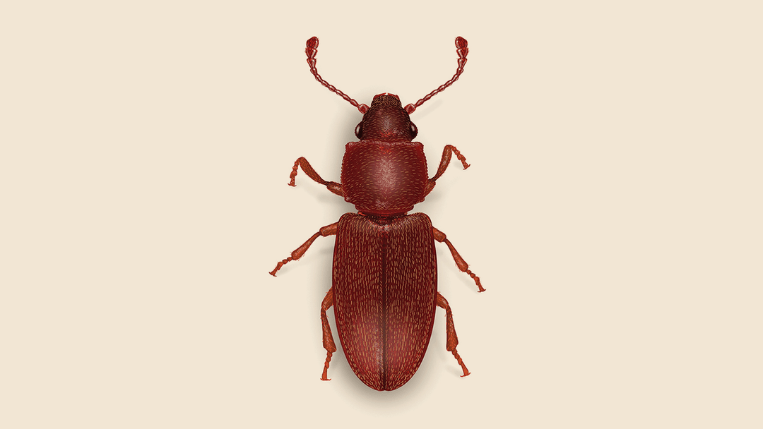 Foreign Grain Beetle Illustration
