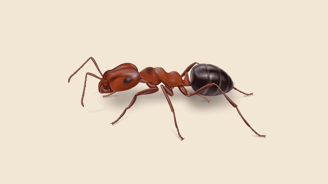 Allegheny mound ant illustration