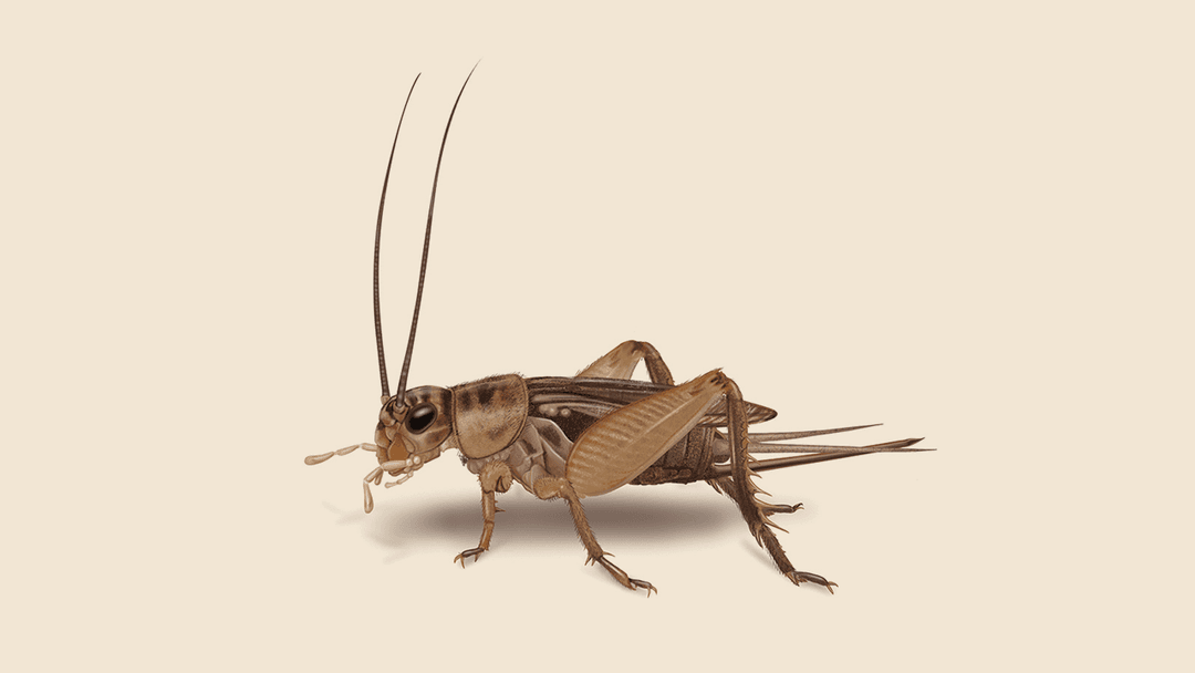 House Cricket Illustration
