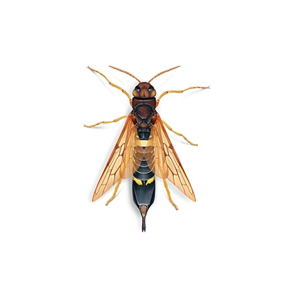 Wood Wasp Illustration
