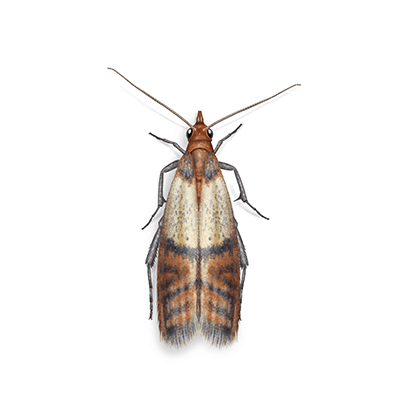 Indian Meal Moth Illustration