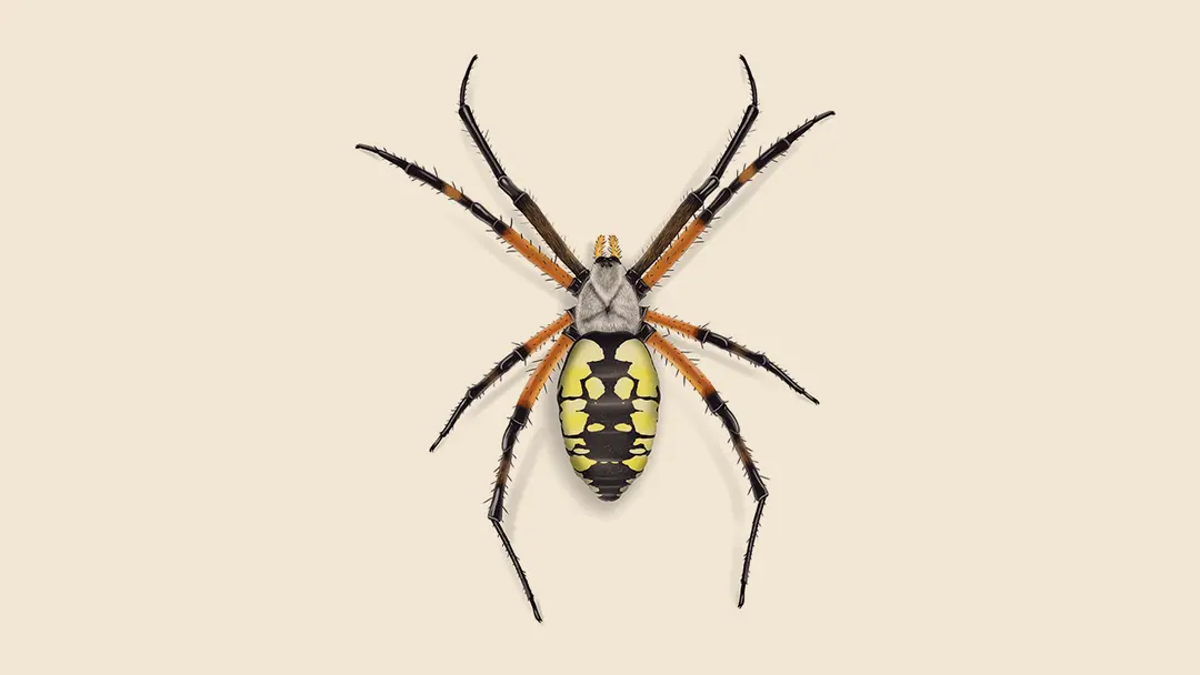 Black and Yellow Argiope (Garden spider) illustration
