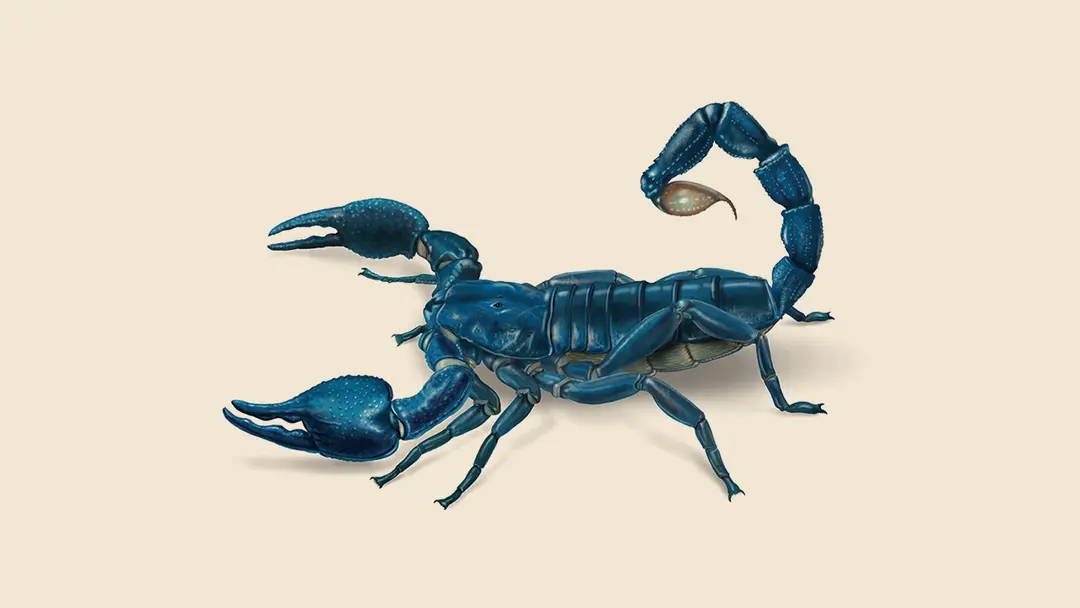 Blue Scorpion Illustration