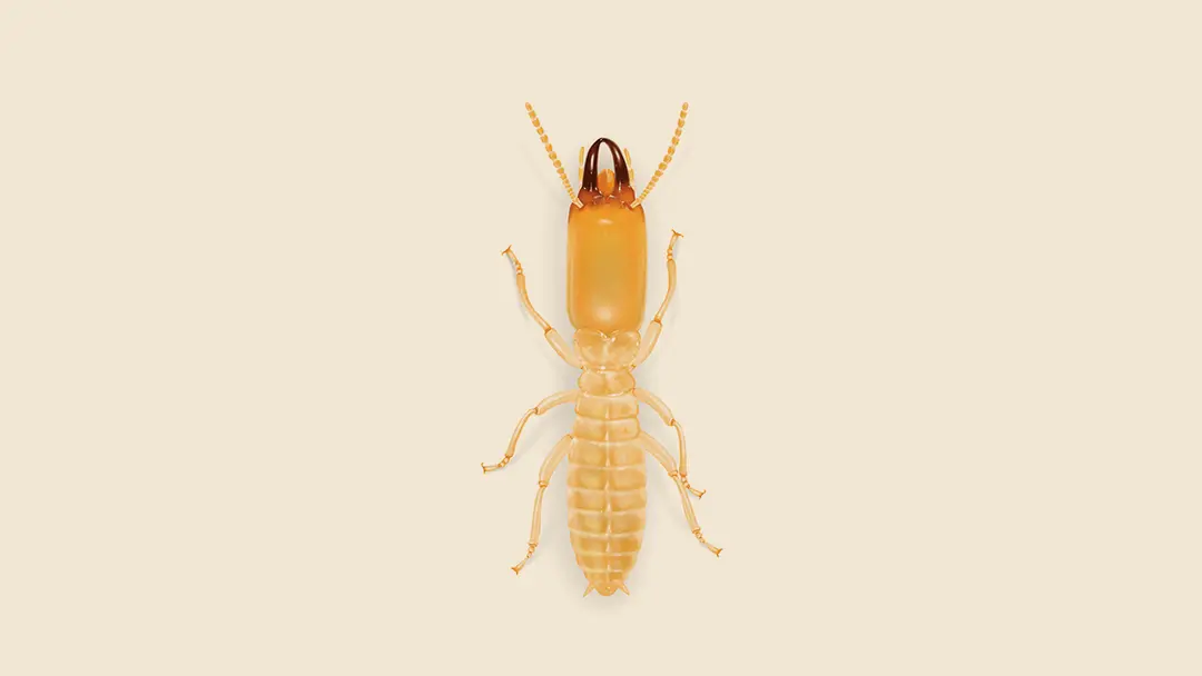 Eastern Subterranean Termite Illustration