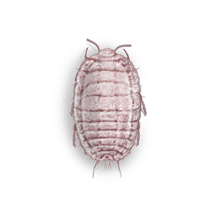 Mealybugs Exterminator - How To Identify & Get Rid Of Mealybugs