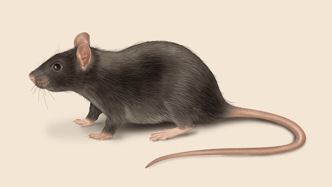 Roof rat illustration