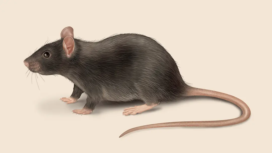 Roof Rat illustration