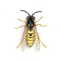 Yellow Jackets Exterminator - How To Identify & Get Rid Of Yellow Jackets