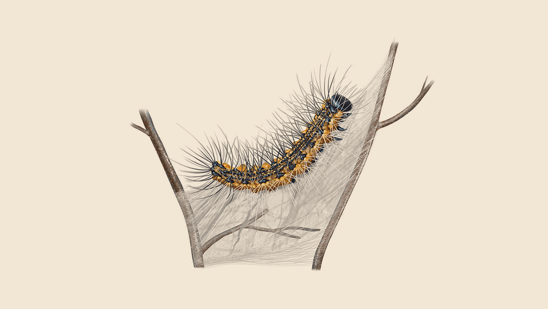 Fall Webworm Illustration.