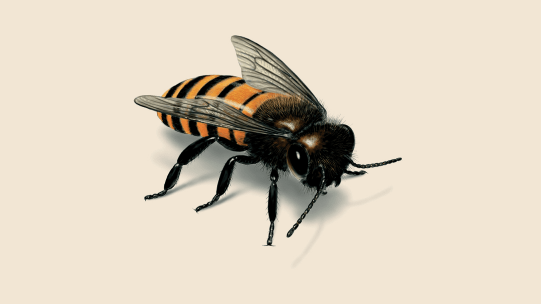 Honey bee illustration