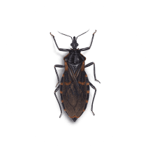 Kissing Bugs Exterminator - How To Identify & Get Rid Of Kissing Bugs