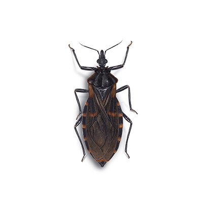 Kissing bug illustration