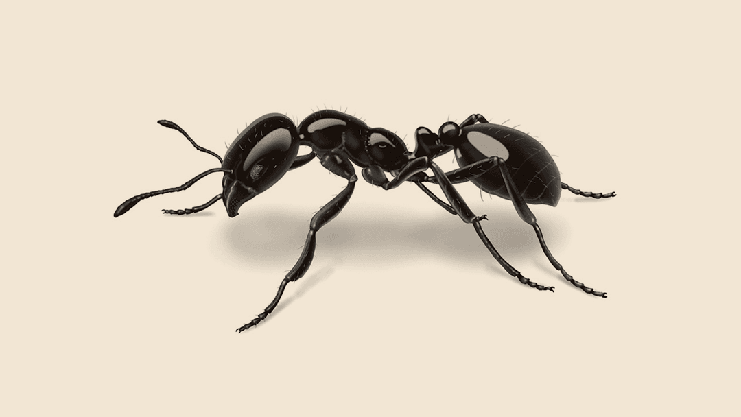 Black ant illustration